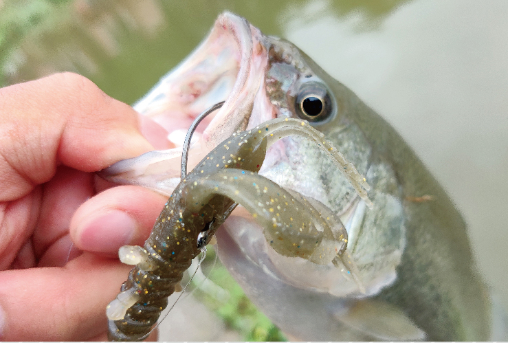 Submerged Self-Entering Shrimp 3.5 Inch High Specific Gravity Shrimp Type Soft Insect Black Pit Soft Bait Wild Water Road Sub-Optimal