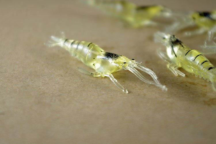 PVC 4cm Hooked Shrimp Luminous Lure